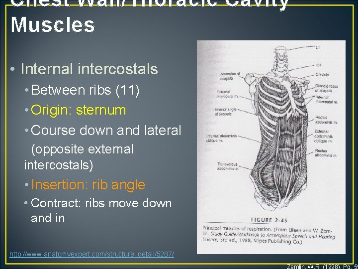 Chest Wall/Thoracic Cavity Muscles • Internal intercostals • Between ribs (11) • Origin: sternum