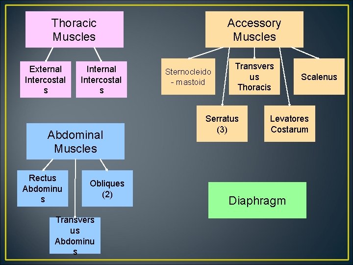 Thoracic Muscles External Intercostal s Internal Intercostal s Abdominal Muscles Rectus Abdominu s Obliques