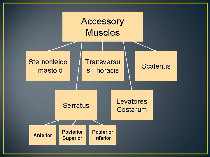 Accessory Muscles Sternocleido - mastoid Transversu s Thoracis Levatores Costarum Serratus Anterior Posterior Superior