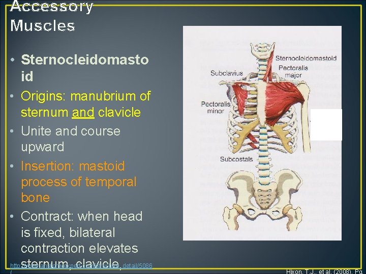 Accessory Muscles • Sternocleidomasto id • Origins: manubrium of sternum and clavicle • Unite