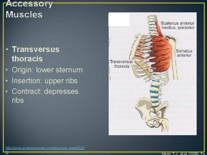 Accessory Muscles • Transversus thoracis • Origin: lower sternum • Insertion: upper ribs •