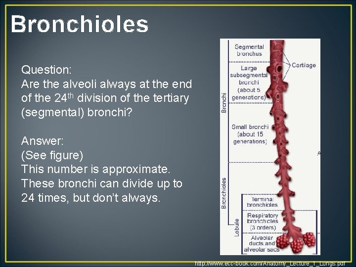 Bronchioles Question: Are the alveoli always at the end of the 24 th division