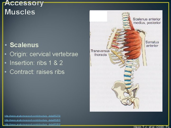Accessory Muscles • Scalenus • Origin: cervical vertebrae • Insertion: ribs 1 & 2