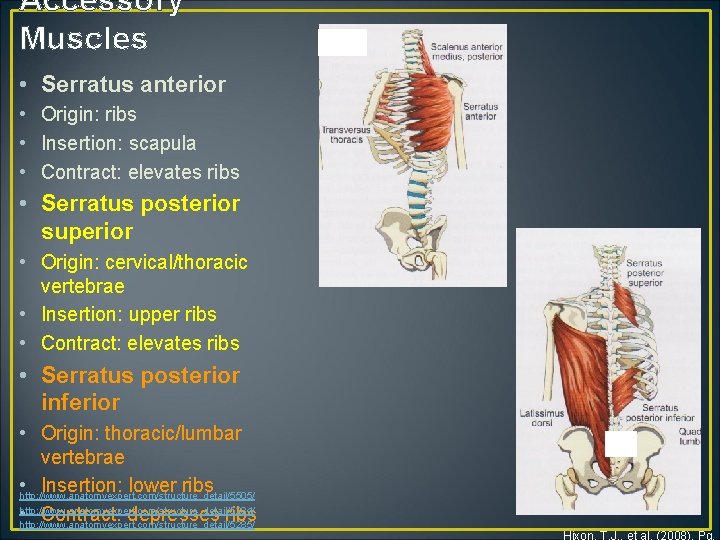 Accessory Muscles • Serratus anterior • Origin: ribs • Insertion: scapula • Contract: elevates