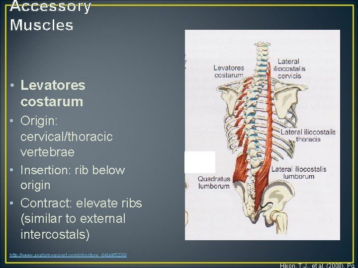 Accessory Muscles • Levatores costarum • Origin: cervical/thoracic vertebrae • Insertion: rib below origin