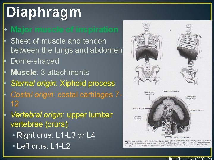 Diaphragm • Major muscle of inspiration • Sheet of muscle and tendon between the