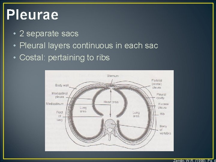 Pleurae • 2 separate sacs • Pleural layers continuous in each sac • Costal: