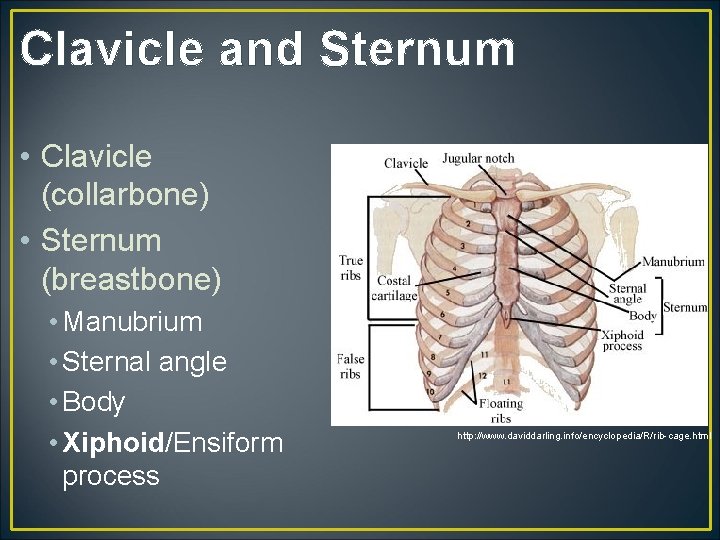 Clavicle and Sternum • Clavicle (collarbone) • Sternum (breastbone) • Manubrium • Sternal angle