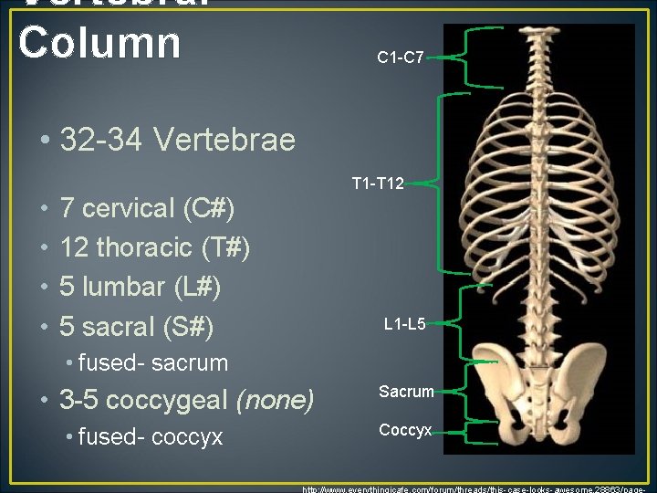 Vertebral Column C 1 -C 7 • 32 -34 Vertebrae • • T 1