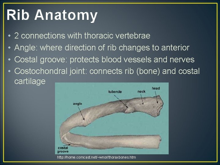 Rib Anatomy • • 2 connections with thoracic vertebrae Angle: where direction of rib