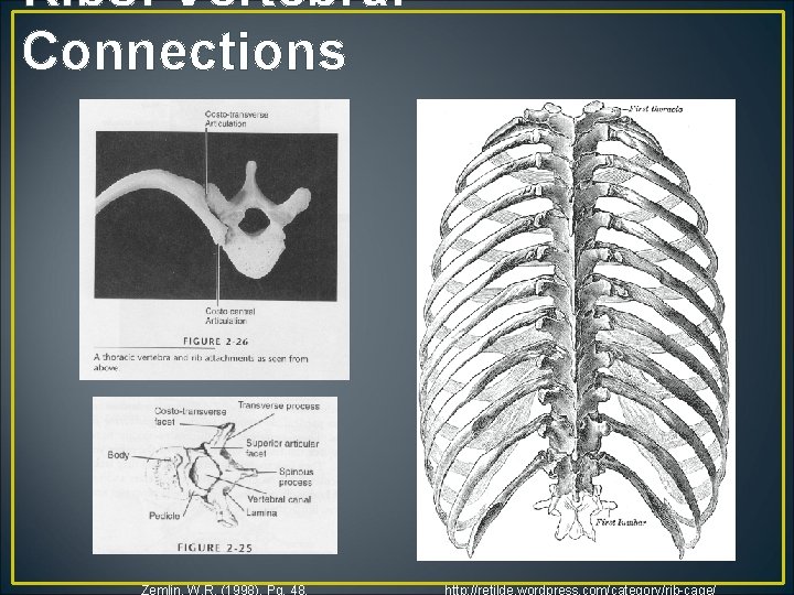 Ribs: Vertebral Connections Zemlin, W. R. (1998). Pg. 48. http: //retilde. wordpress. com/category/rib-cage/ 