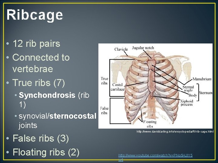 Ribcage • 12 rib pairs • Connected to vertebrae • True ribs (7) •