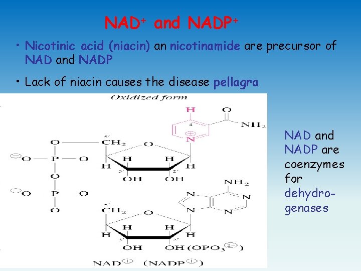 NAD+ and NADP+ • Nicotinic acid (niacin) an nicotinamide are precursor of NAD and