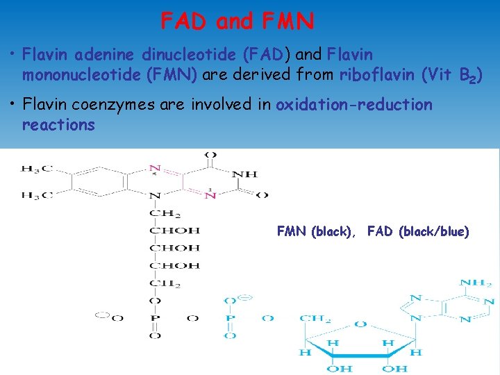 FAD and FMN • Flavin adenine dinucleotide (FAD) and Flavin mononucleotide (FMN) are derived