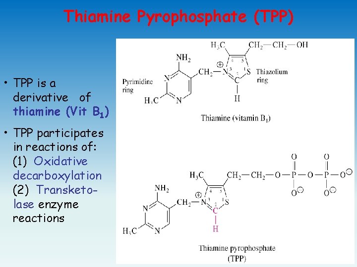 Thiamine Pyrophosphate (TPP) • TPP is a derivative of thiamine (Vit B 1) •