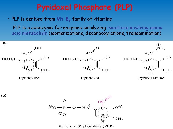 Pyridoxal Phosphate (PLP) • PLP is derived from Vit B 6 family of vitamins