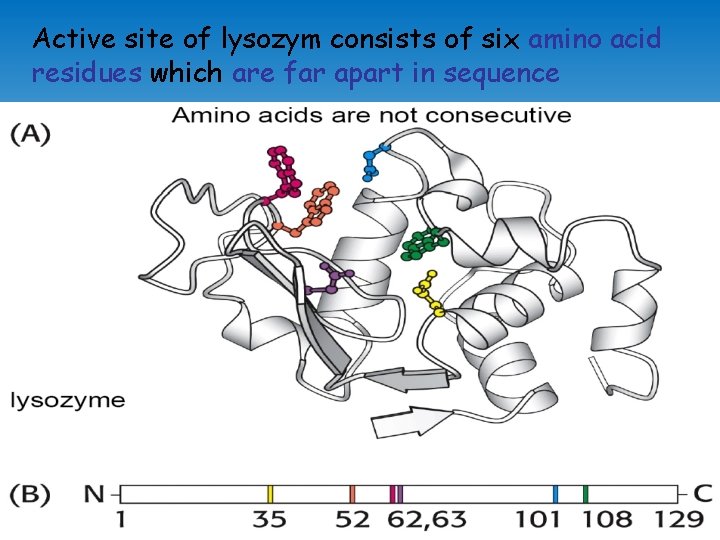 Active site of lysozym consists of six amino acid residues which are far apart