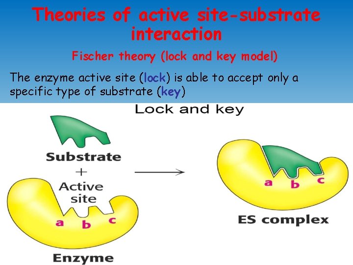 Theories of active site-substrate interaction Fischer theory (lock and key model) The enzyme active