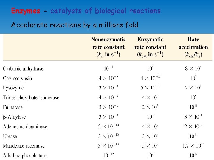 Enzymes - catalysts of biological reactions Accelerate reactions by a millions fold 