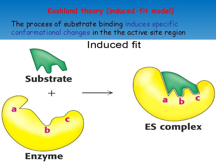 Koshland theory (induced-fit model) The process of substrate binding induces specific conformational changes in