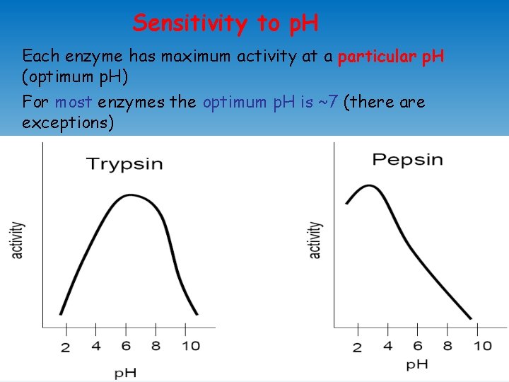Sensitivity to p. H Each enzyme has maximum activity at a particular p. H