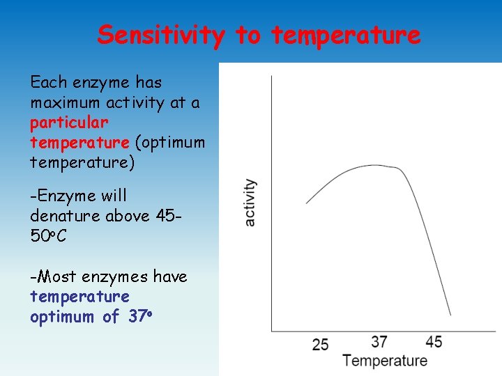 Sensitivity to temperature Each enzyme has maximum activity at a particular temperature (optimum temperature)