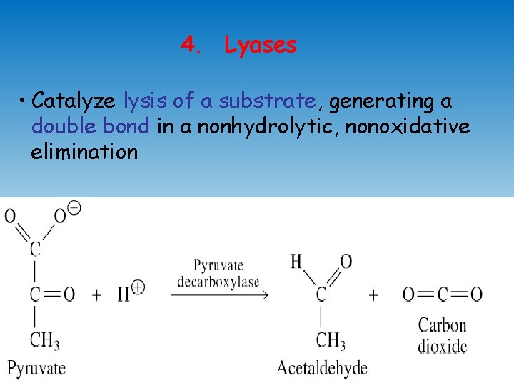 4. Lyases • Catalyze lysis of a substrate, generating a double bond in a