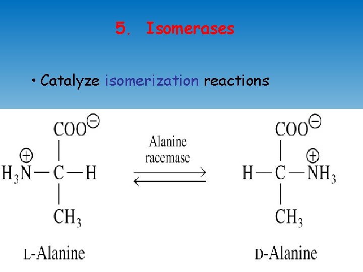 5. Isomerases • Catalyze isomerization reactions 