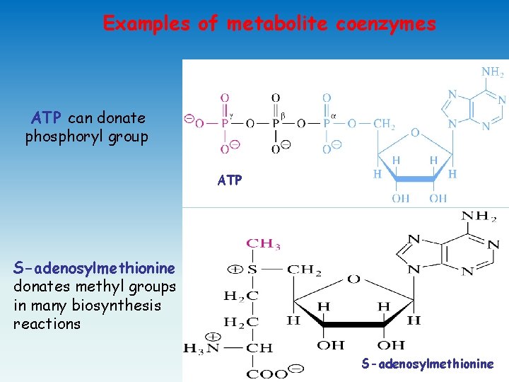 Examples of metabolite coenzymes ATP can donate phosphoryl group ATP S-adenosylmethionine donates methyl groups