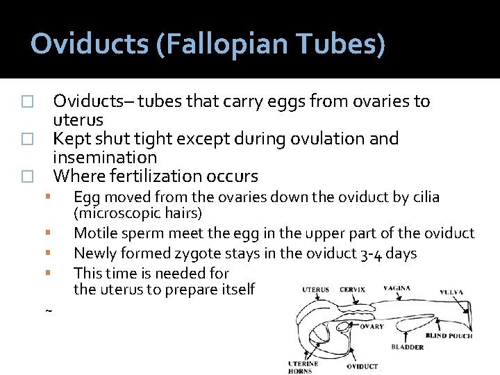 Oviducts (Fallopian Tubes) Oviducts– tubes that carry eggs from ovaries to uterus � Kept