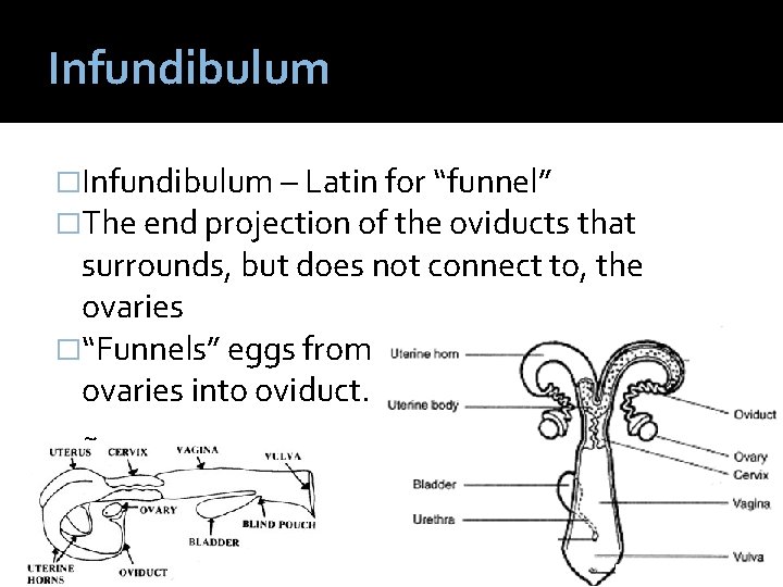 Infundibulum �Infundibulum – Latin for “funnel” �The end projection of the oviducts that surrounds,