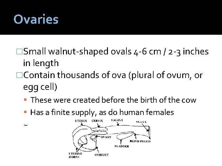 Ovaries �Small walnut-shaped ovals 4 -6 cm / 2 -3 inches in length �Contain