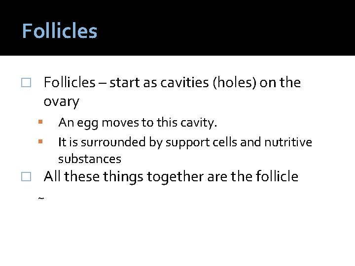 Follicles – start as cavities (holes) on the ovary � � An egg moves