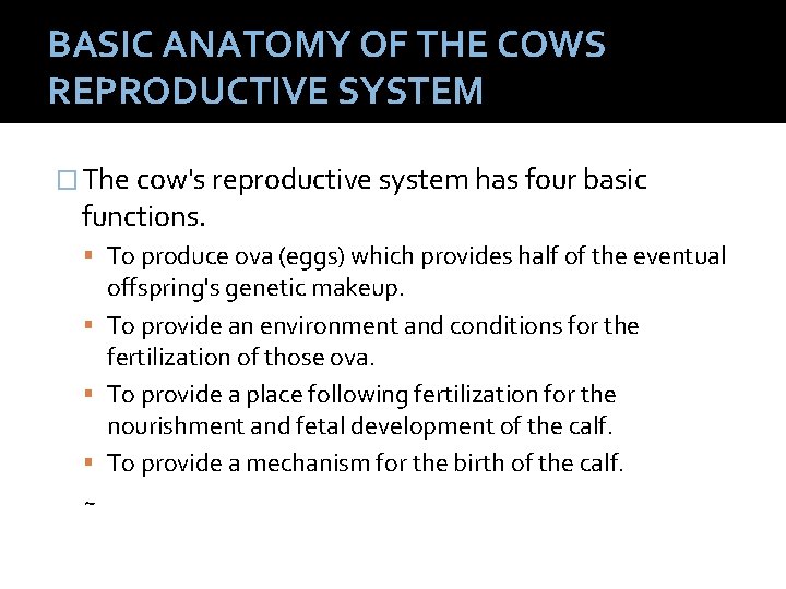BASIC ANATOMY OF THE COWS REPRODUCTIVE SYSTEM � The cow's reproductive system has four