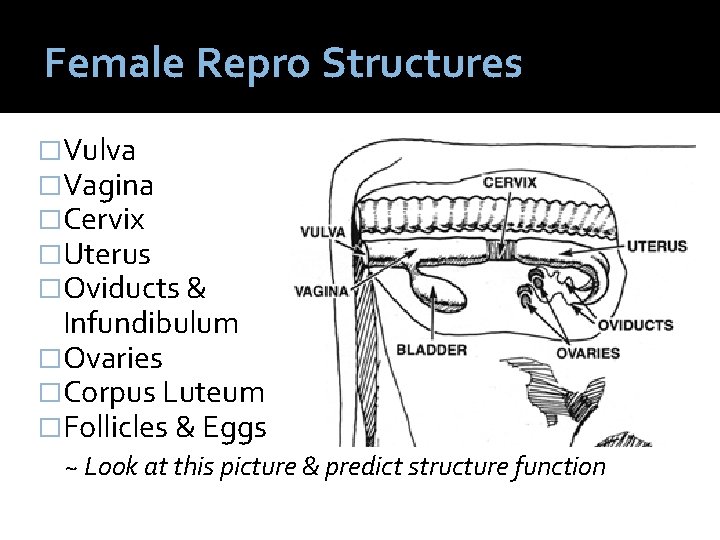 Female Repro Structures �Vulva �Vagina �Cervix �Uterus �Oviducts & Infundibulum �Ovaries �Corpus Luteum �Follicles