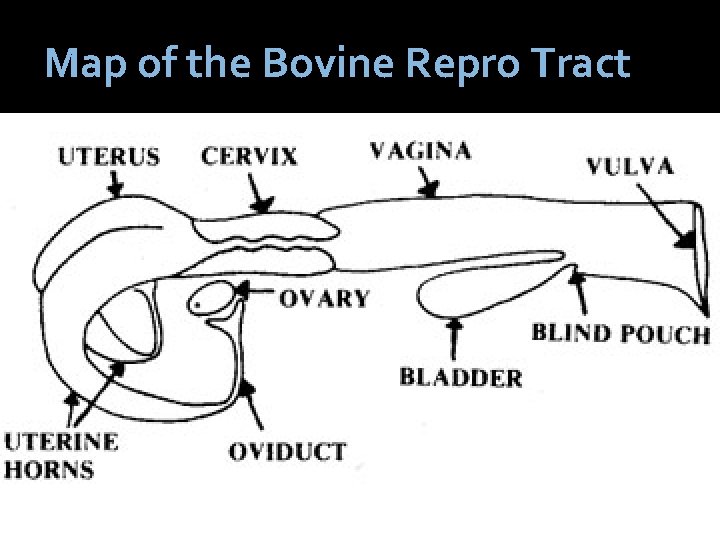 Map of the Bovine Repro Tract 