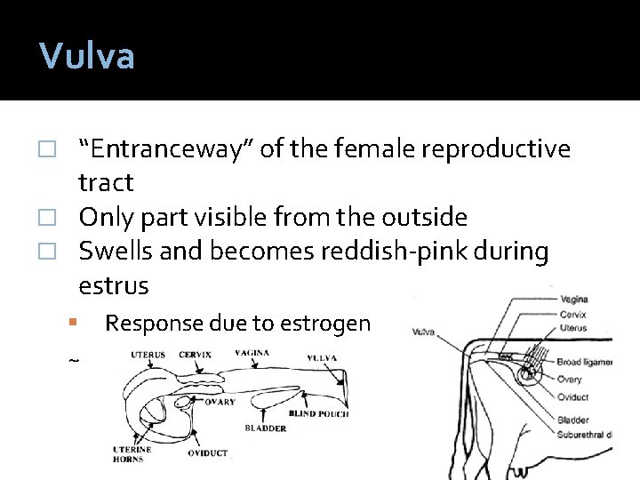 Vulva “Entranceway” of the female reproductive tract � Only part visible from the outside
