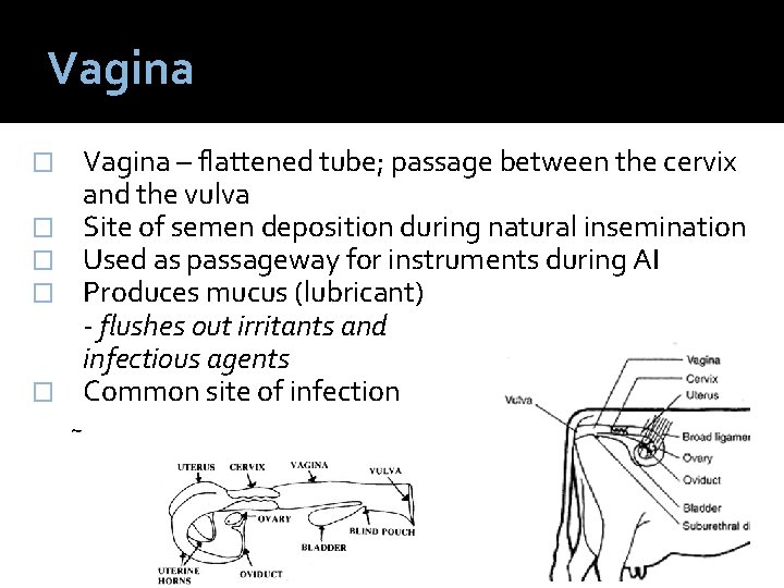 Vagina � � � Vagina – flattened tube; passage between the cervix and the