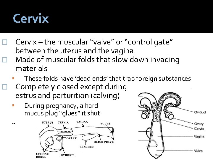 Cervix – the muscular “valve” or “control gate” between the uterus and the vagina
