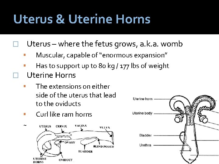 Uterus & Uterine Horns Uterus – where the fetus grows, a. k. a. womb