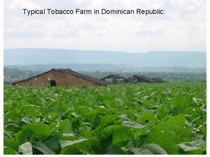 Typical Tobacco Farm in Dominican Republic: 