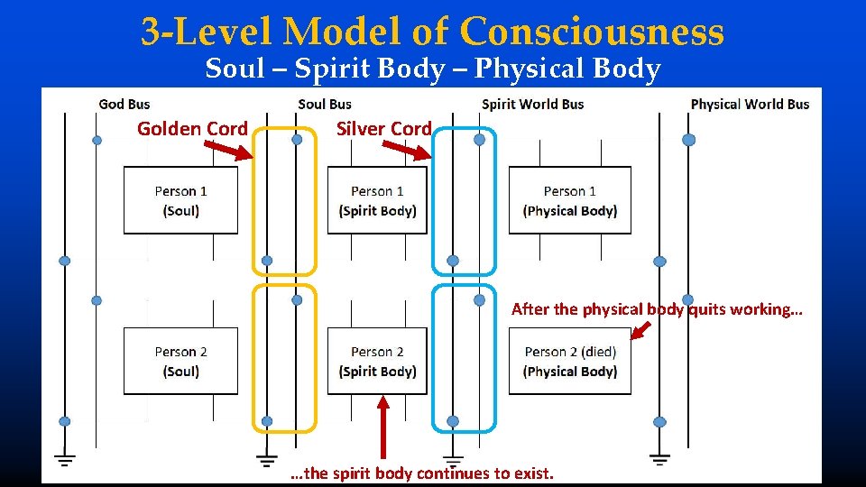 3 -Level Model of Consciousness Soul – Spirit Body – Physical Body Golden Cord