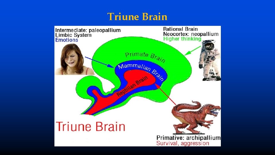 Triune Brain 