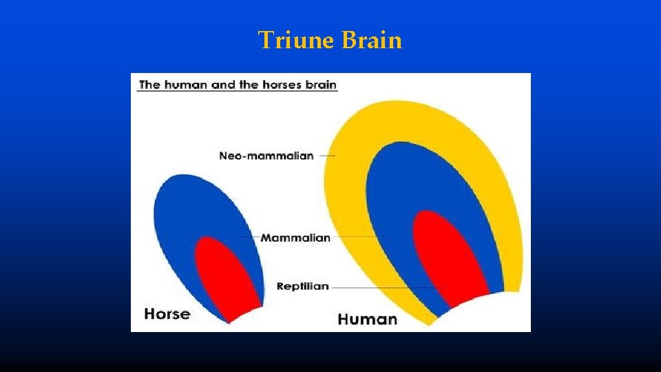 Triune Brain 