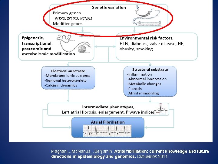 Magnani…Mc. Manus…Benjamin. Atrial fibrillation: current knowledge and future directions in epidemiology and genomics. Circulation