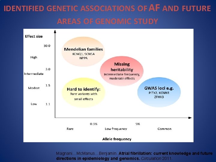 IDENTIFIED GENETIC ASSOCIATIONS OF AF AND FUTURE AREAS OF GENOMIC STUDY Magnani…Mc. Manus…Benjamin. Atrial