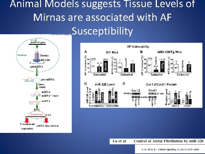 Animal Models suggests Tissue Levels of Mirnas are associated with AF Susceptibility 