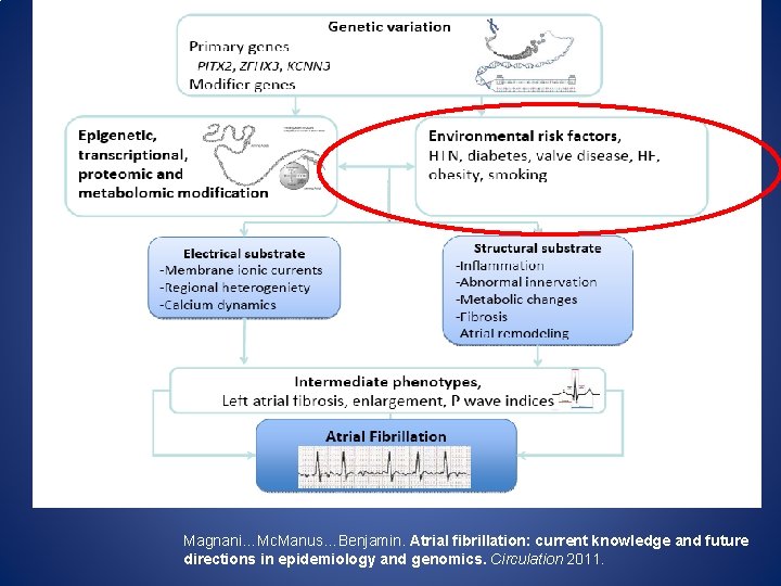 Magnani…Mc. Manus…Benjamin. Atrial fibrillation: current knowledge and future directions in epidemiology and genomics. Circulation