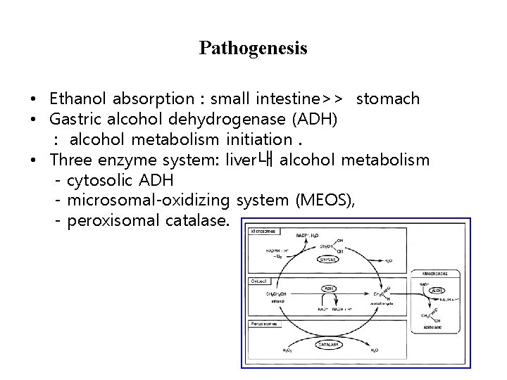 Pathogenesis • Ethanol absorption : small intestine>> stomach • Gastric alcohol dehydrogenase (ADH) :