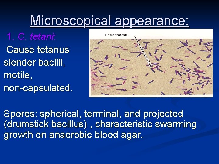 Microscopical appearance: 1. C. tetani: Cause tetanus slender bacilli, motile, non-capsulated. Spores: spherical, terminal,